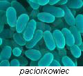 pasożyty