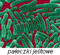 pasożyty